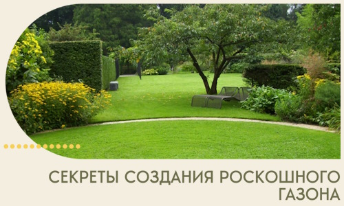 Секреты создания роскошного газона в Благовещенске